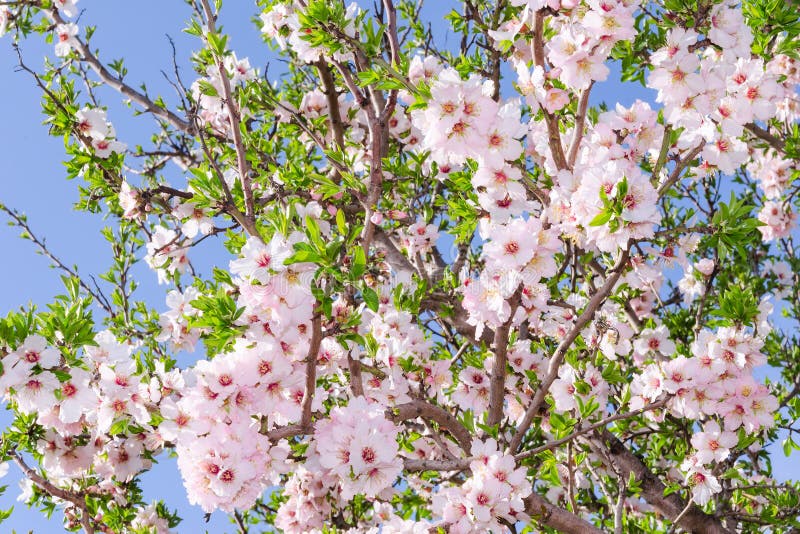 Bright clear stock photo spring bloom of apricot tree stock images