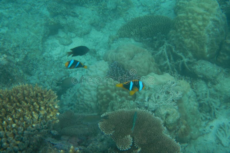 Bright clown fish swimming in the water of the Pacific Ocean near Fiji islands stock photo Bright clown fish swimming in the water of the Pacific Ocean near Fiji islands stock photo