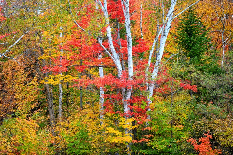 Color autumn trees in the park royalty free stock photos
