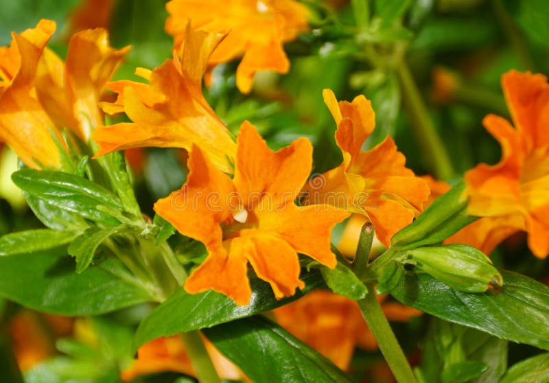 Bright color of Bush Monkey `Jelly Bean Orange` flowers