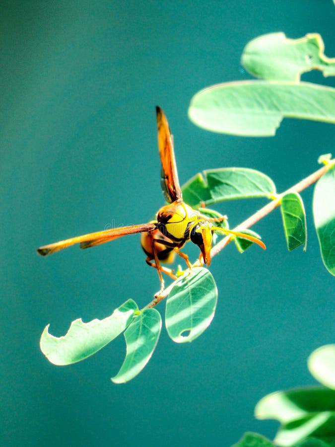 Bright colored insects stock image. Image of green, damselfly 178428815