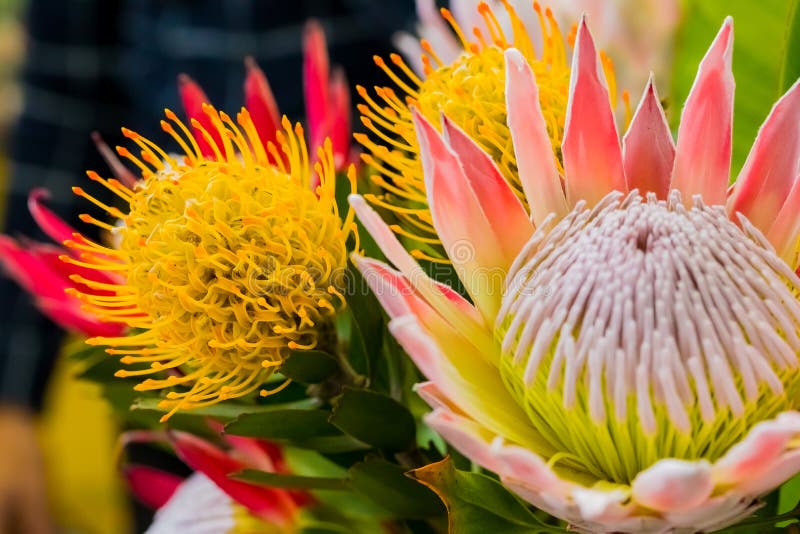 Bright Colored King Protea from the Fynbos of Cape Town South Africa