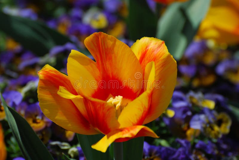 Bright Colored Yellow and Red Striped Tulip Blossom