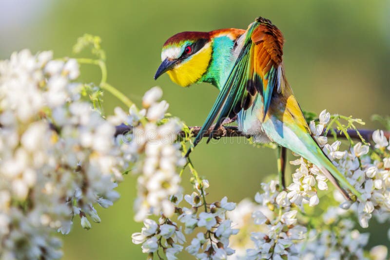 Bright Colorful Bird Cleans Feathers Sitting among the Flowers of ...