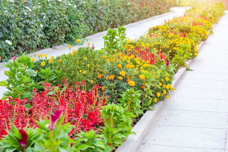 Bright colorful flowers on the flowerbed in the ornamental garden in summer sunny day outdoors. royalty free stock photo Bright colorful flowers on the flowerbed in the ornamental garden in summer sunny day outdoors. royalty free stock photo