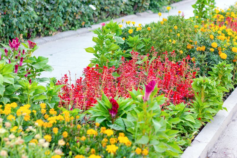 Bright colorful flowers on the flowerbed in the ornamental garden in summer sunny day outdoors. stock image Bright colorful flowers on the flowerbed in the ornamental garden in summer sunny day outdoors. stock image