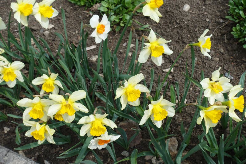 Bright Flowers of Narcissuses in Mid April Stock Image Image of