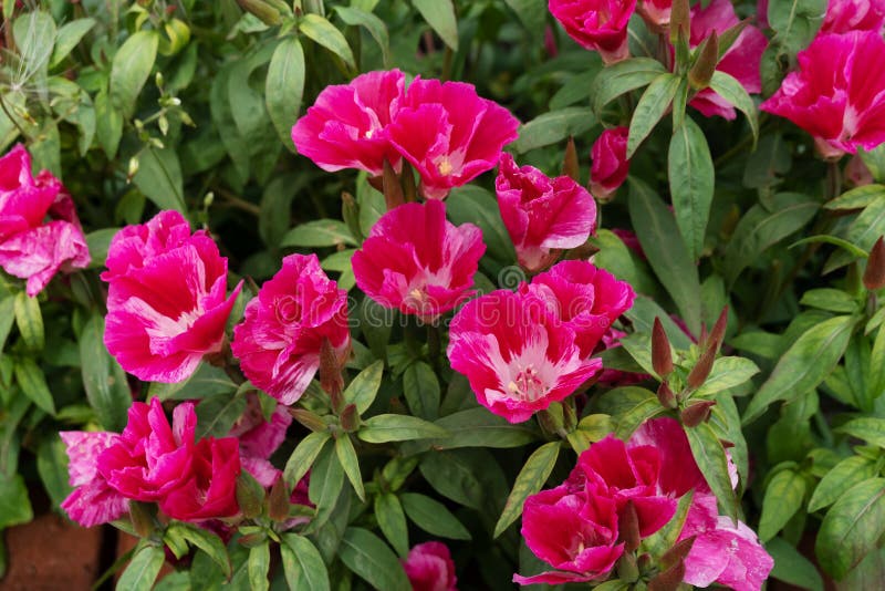 The bright crimson flowers of Godetia grandiflora bloom profusely in the garden in summer