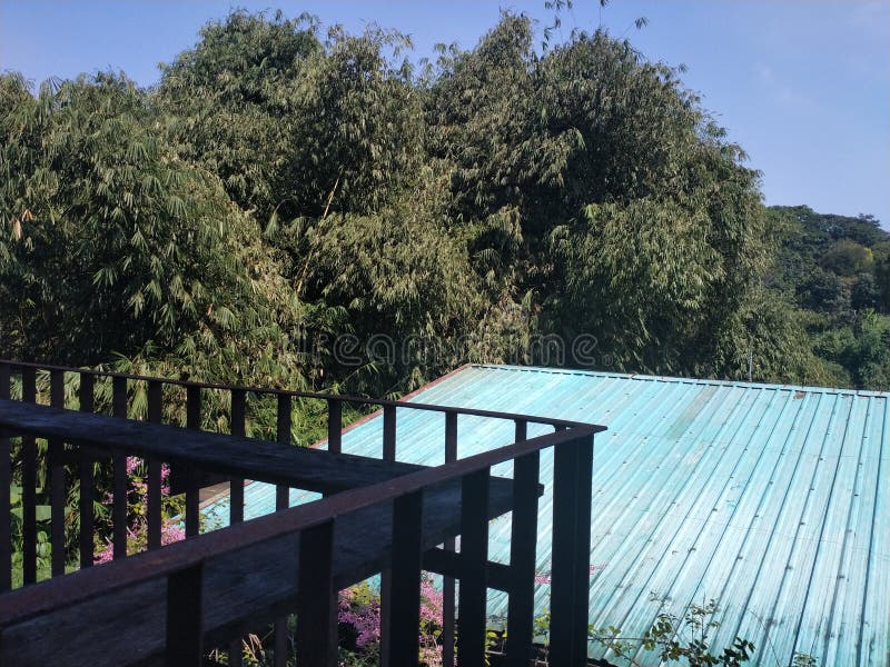 Outdoor Balcony View with Blue Sky and Bamboo Trees Stock Image Image