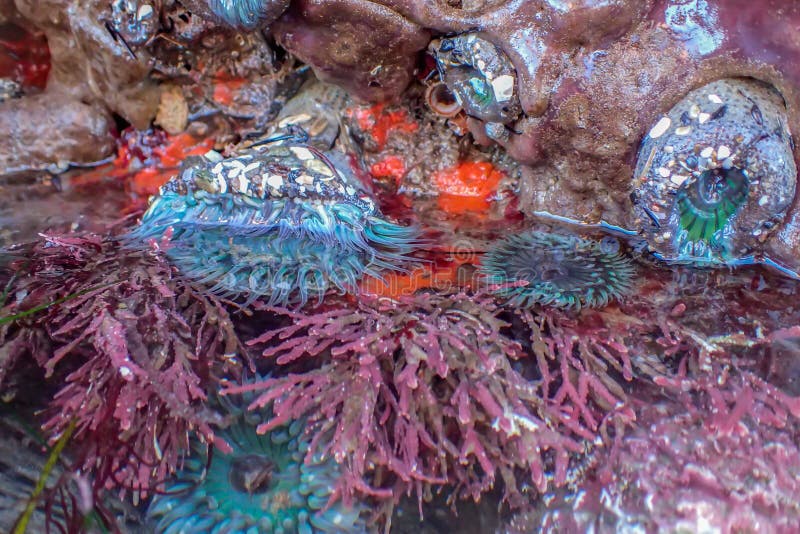 Bright Detail of Tidepool Above and Below Water