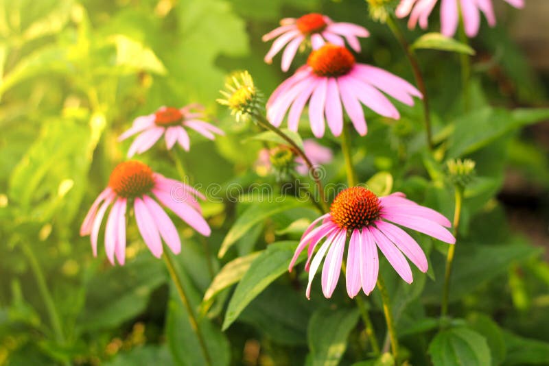Bright Echinacea purpurea in the sunlight. Beautiful purple coneflower flowers stock photo Bright Echinacea purpurea in the sunlight. Beautiful purple coneflower flowers stock photo