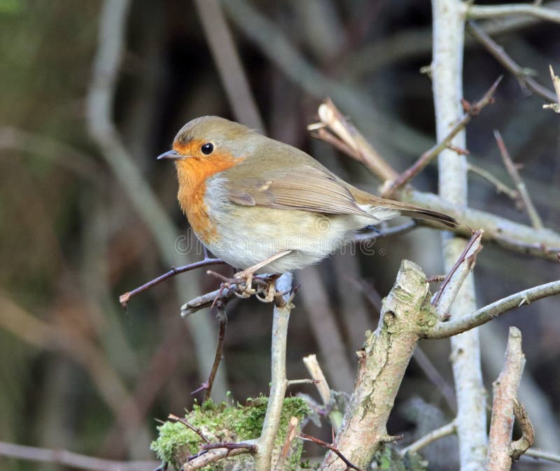 Bright-eyed robin perching on winter branches