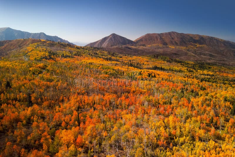 Bright Fall Foliage Along Mt Nebo Loop in Utah Stock Image Image of
