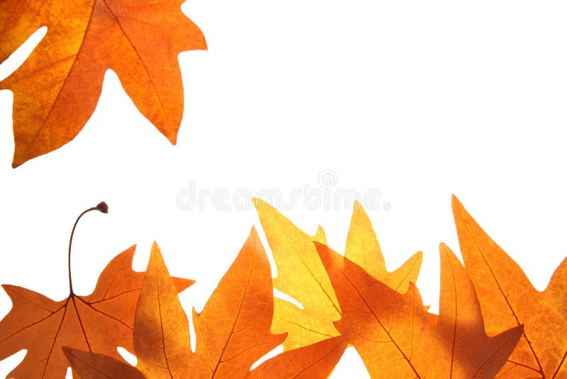 Bright fall leaves background