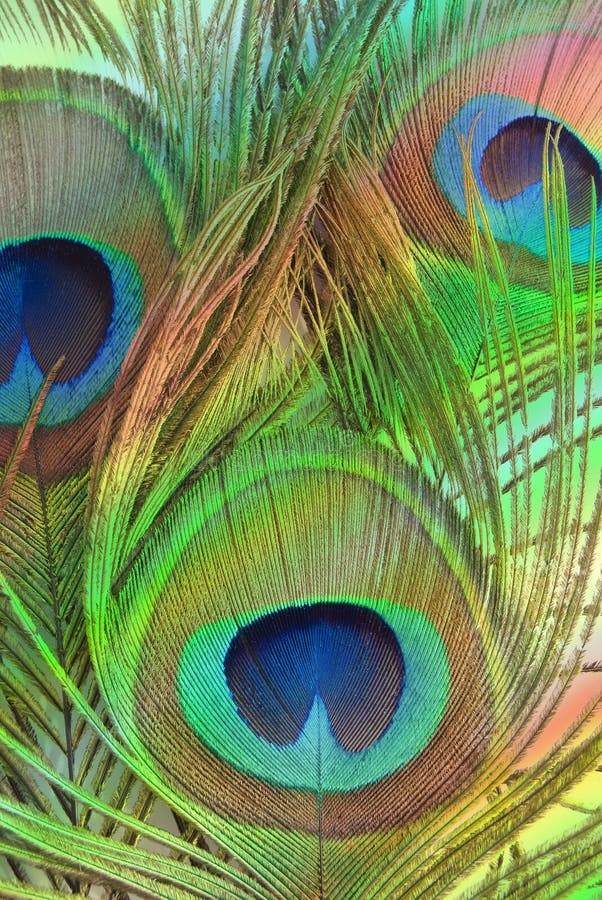 Bright feathers of a peacock stock images