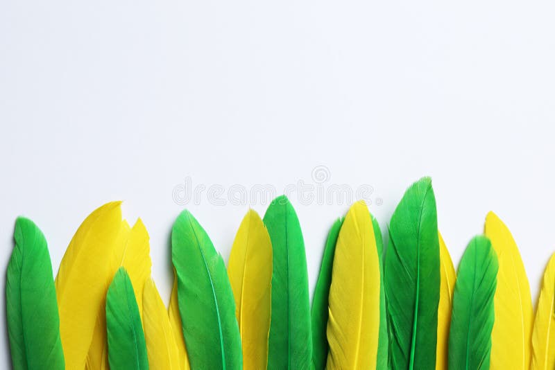 Bright Feathers on White Background, Flat Lay. Space for Text Stock