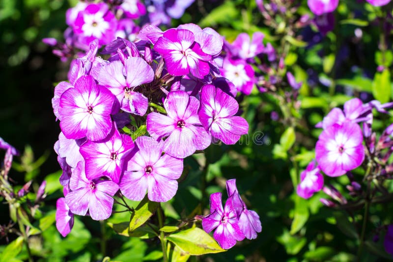 Bright flowering plants in the garden on sunny day. Flora, colorful.