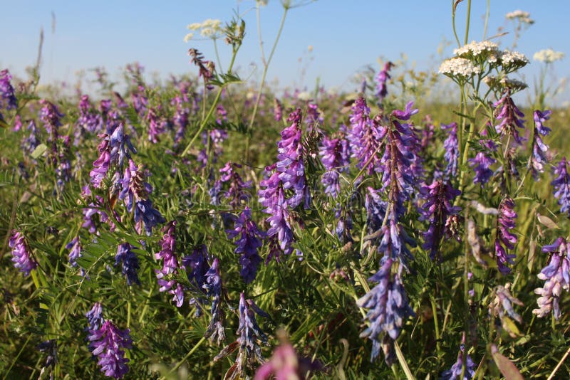 Bright Flowers Grow in the Summer in a Clearing in the Grass Stock Photo Image of violet