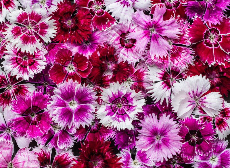 Bright Flowers stock image. Image of flower, nature, flowers - 39677313