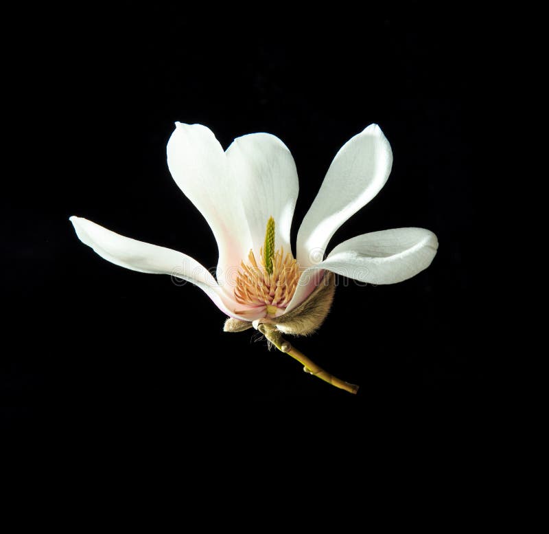 Bright and fragrant magnolias