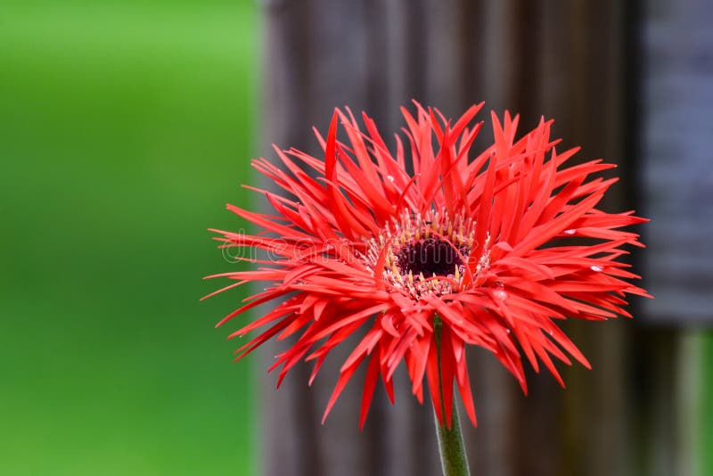Bright Frilly Gerbera Daisy Bloom Stock Photo Image of stamen, orange