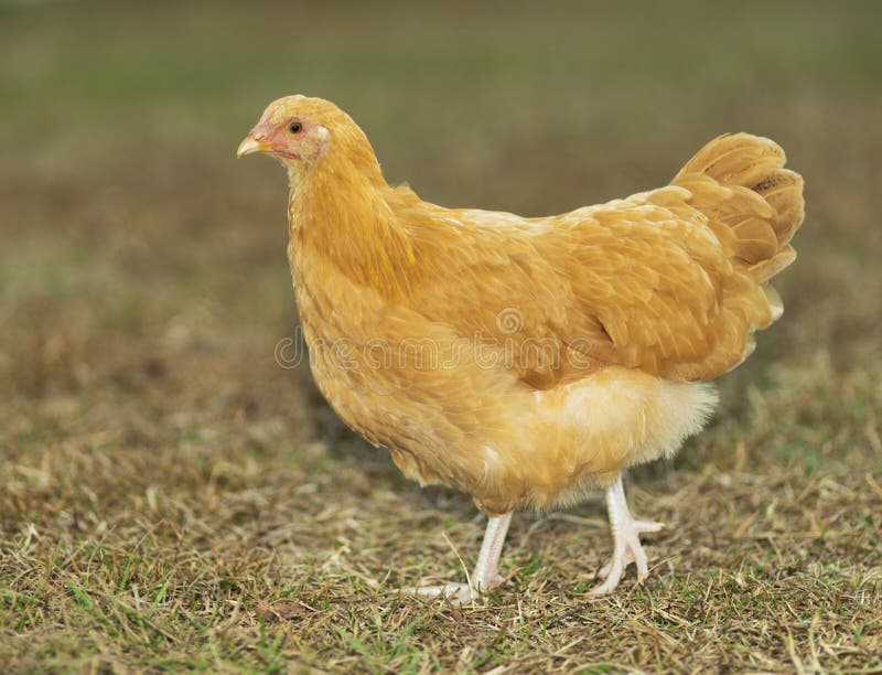 Bright Golden Chicken Hen on Grass Stock Image Image of chicken