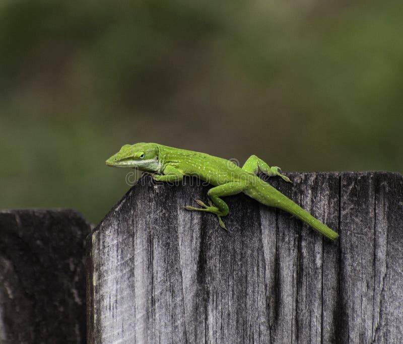 Bright Green Anole on Wood Fence