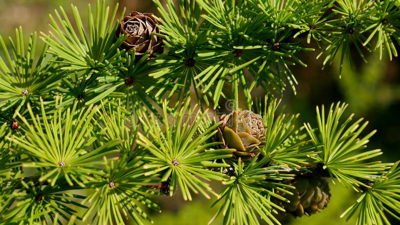 Green branches with cones of larch tree Larix decidua Pendula