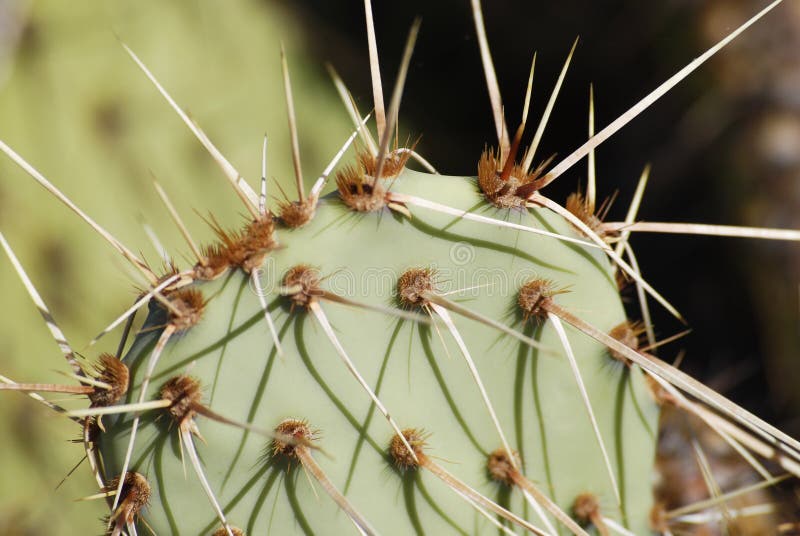 Bright green cactus close up royalty free stock photo