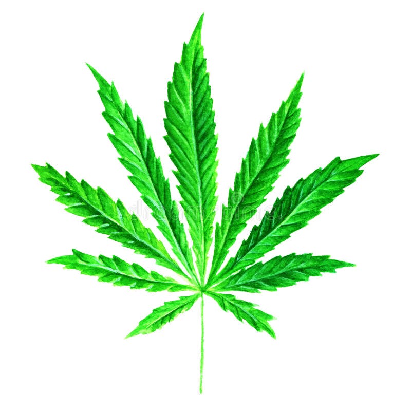 Bright green cannabis sativa leaf painted in watercolor. Hand drawn marijuana illustration isolated on white background. Design el royalty free illustration Bright green cannabis sativa leaf painted in watercolor. Hand drawn marijuana illustration isolated on white background. Design el royalty free illustration