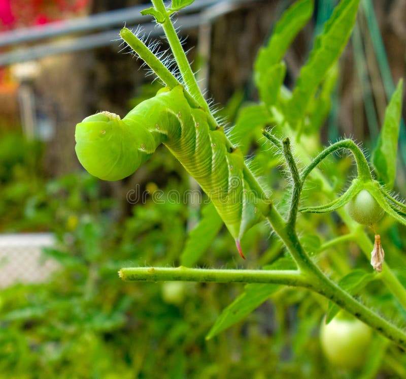 A bright green caterpillar eating tomato leaves in the tropics