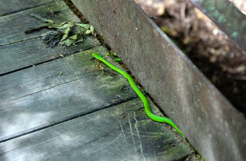 Garden snake on the walk path in Arkansas