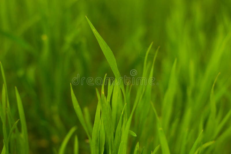 Bright green grass stock photo. Image of grass, field 176299418