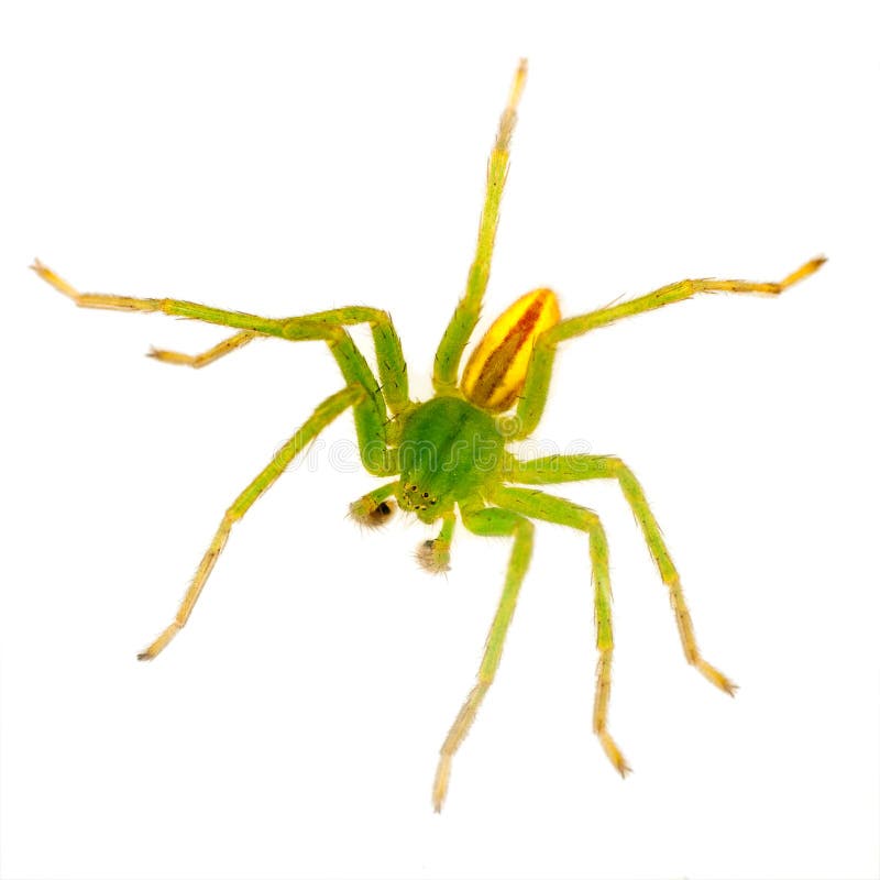 Bright Green Huntsman Spider Macro Isolated Stock Photo Image of