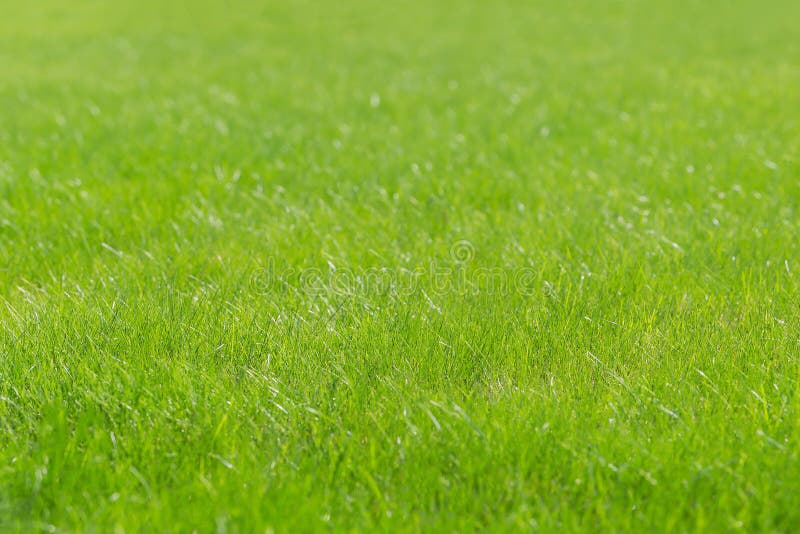 290,548 Grass Wallpaper Stock Photos - Free & Royalty-Free Stock Photos  from Dreamstime