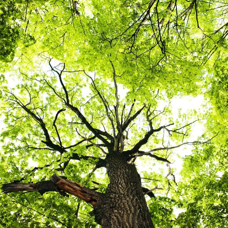 Bright green leaves