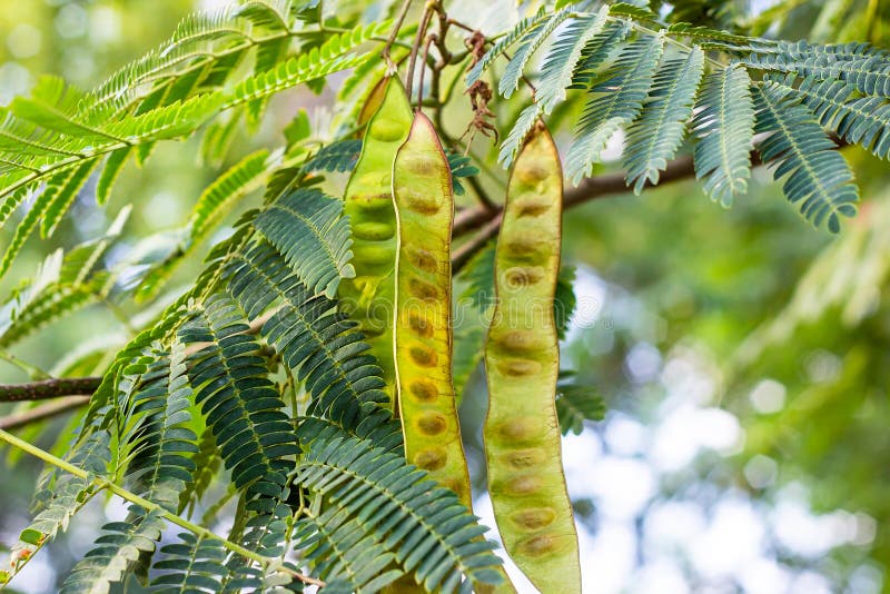 Bright green leaves and seed pods of Honey Locust (Gleditsia Triacanthos) bush in the botanic garden in summer royalty free stock images Bright green leaves and seed pods of Honey Locust (Gleditsia Triacanthos) bush in the botanic garden in summer royalty free stock images