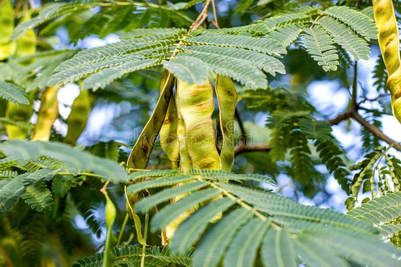 Bright green leaves and seed pods of Honey Locust (Gleditsia Triacanthos) bush in the botanic garden in summer. Close up royalty free stock photography Bright green leaves and seed pods of Honey Locust (Gleditsia Triacanthos) bush in the botanic garden in summer. Close up royalty free stock photography
