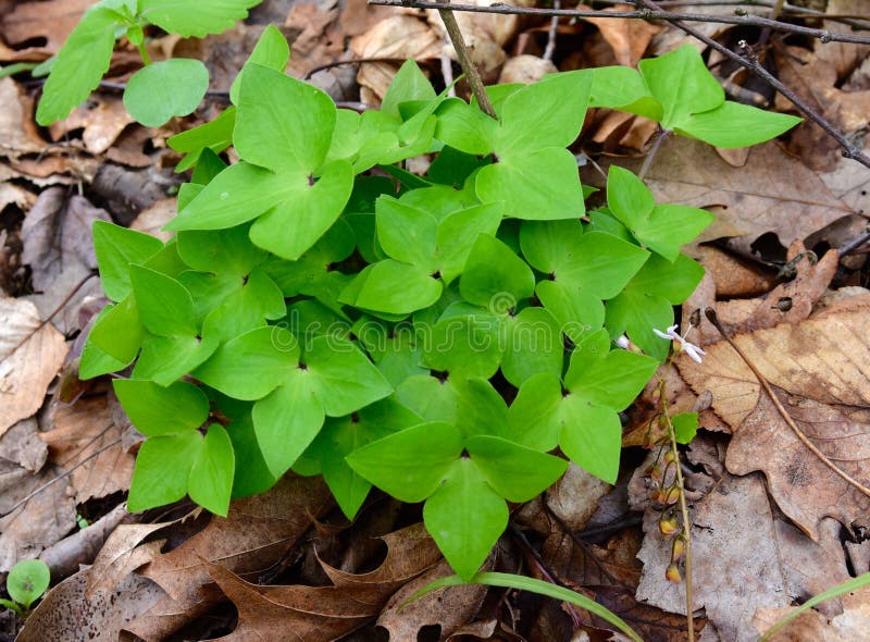 Bright green leaves of a sharp lobed hepatica plant emerging in spring.