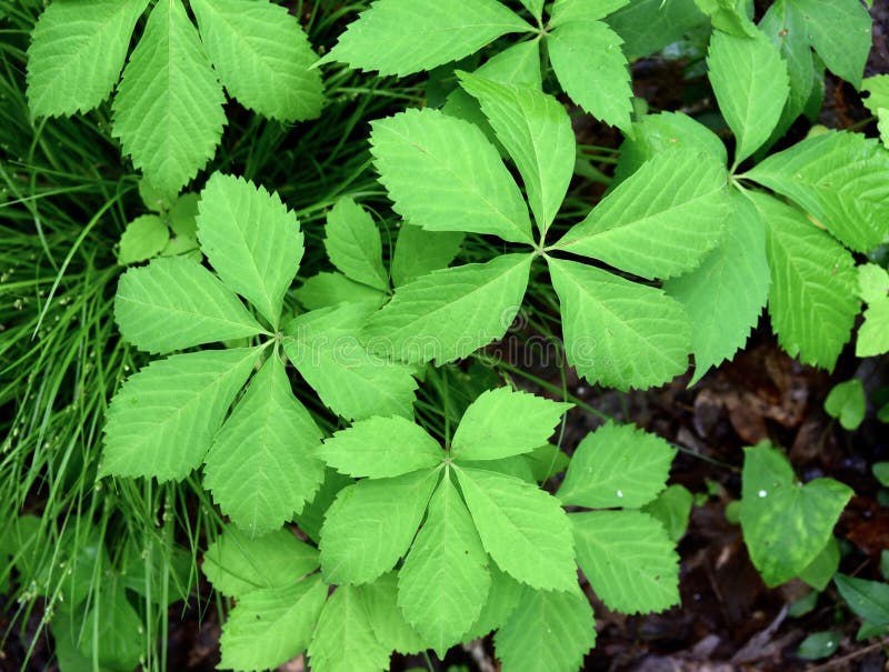 Bright green leaves of a Virginia creeper plant in a forest.