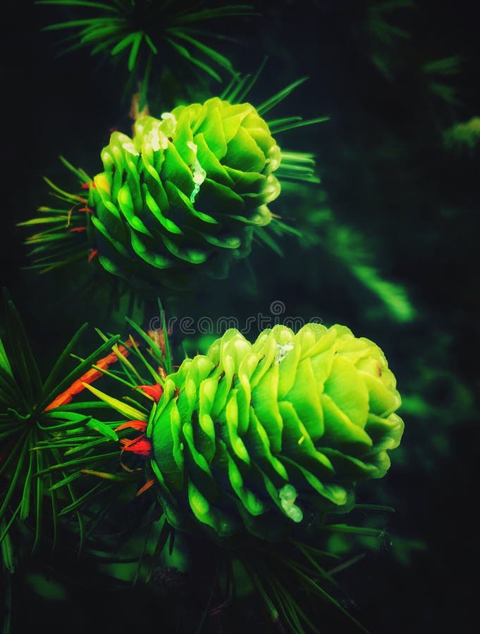 Bright green life in late spring royalty free stock image Bright green life in late spring royalty free stock image