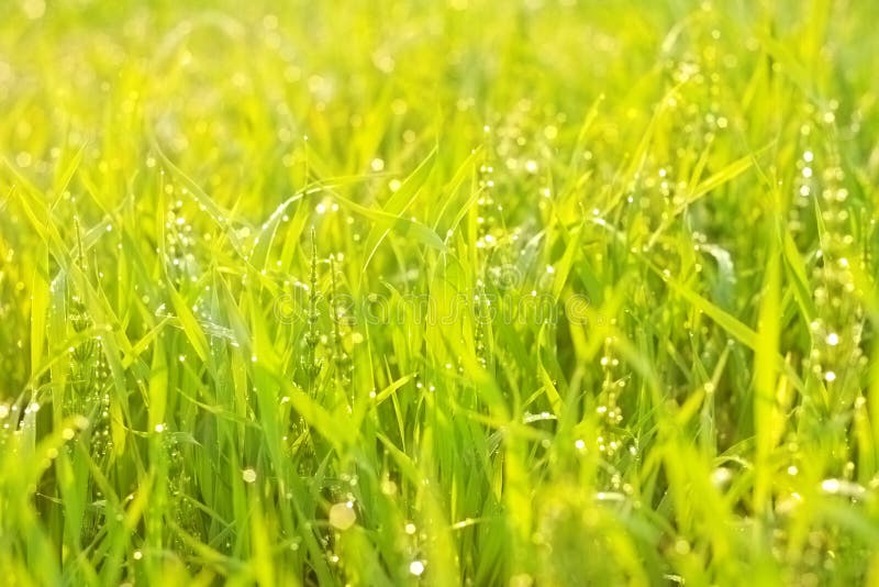 Bright green luscious grass with drops