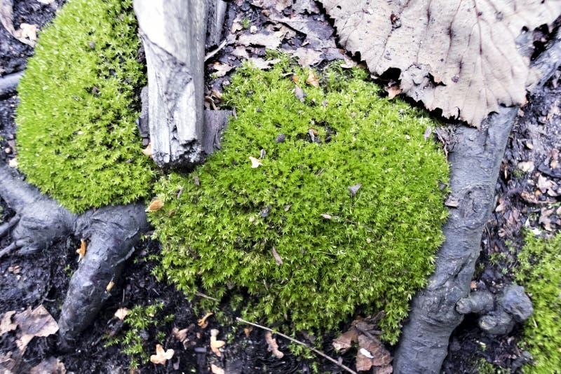 Green moss in the forest at tree roots royalty free stock photography Green moss in the forest at tree roots royalty free stock photography