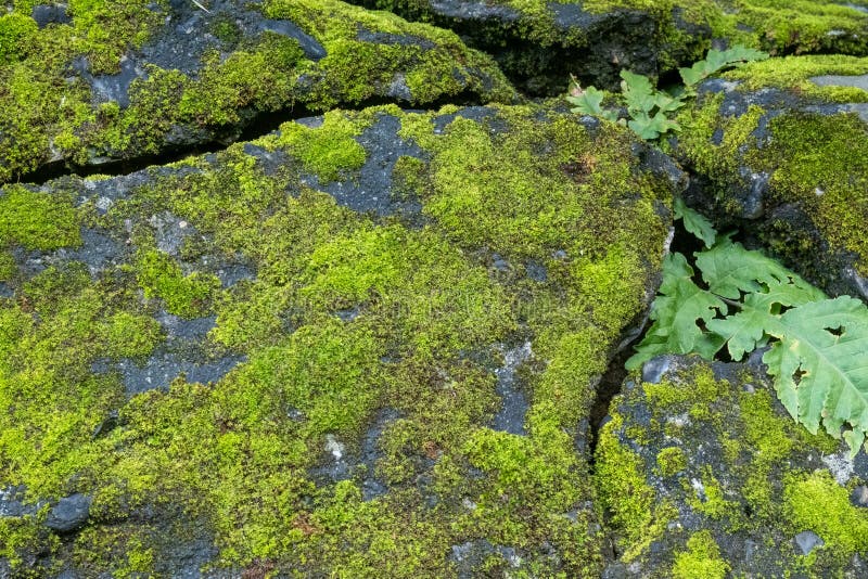Bright Green Moss Growing on Old Stones Stock Photo Image of grunge