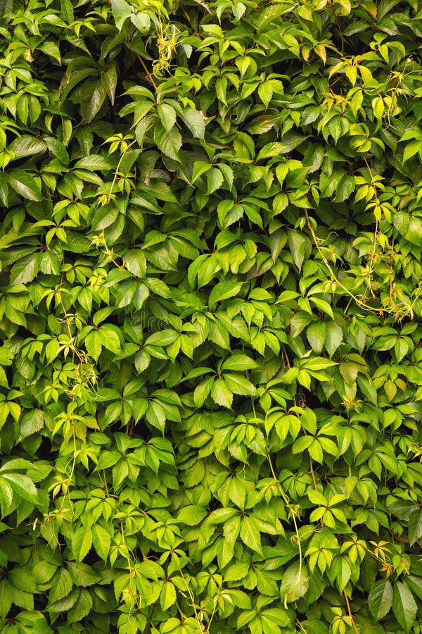 Bright green natural vertical background stock image Bright green natural vertical background stock image