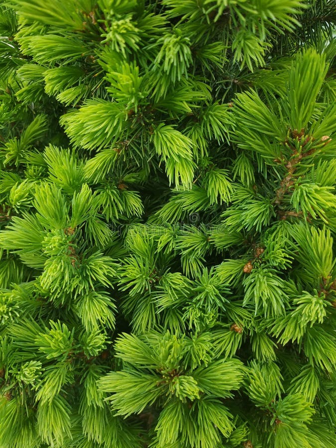 Bright green needle twigs of a small pine with an overflow stock images