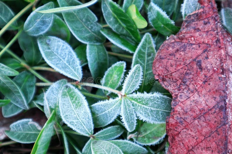 Bright green plant with frost in the cold January morning. Autumn leaf in the snow. Background with bright plants