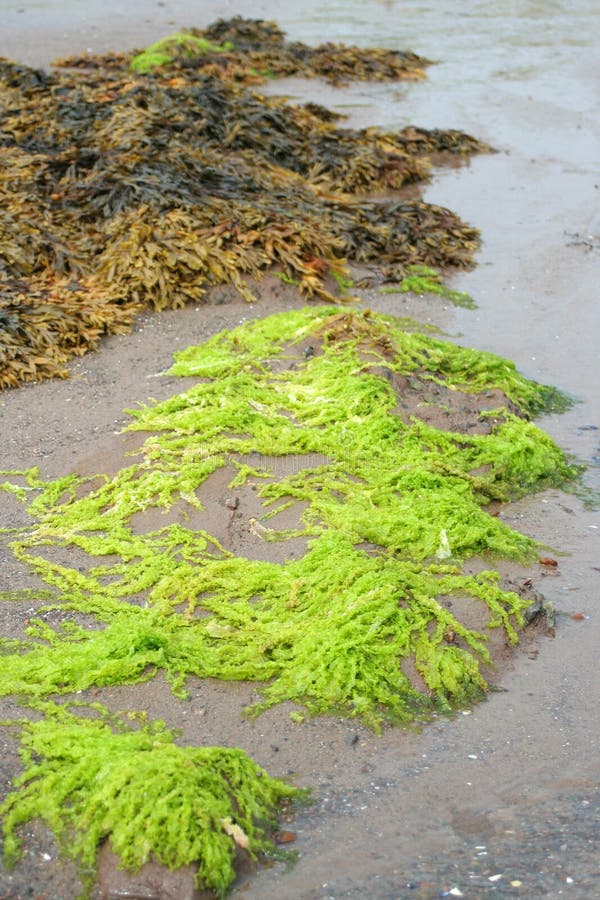 Bright green seaweed stock image. Image of coastal, atlantic 6396777