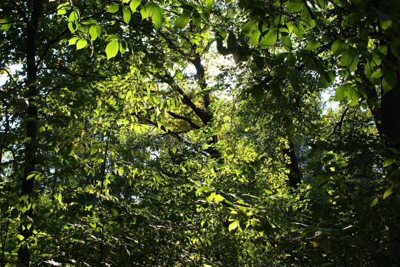 Bright Green Summer Leaves Sunlit Stock Photo - Image of lush, park ...