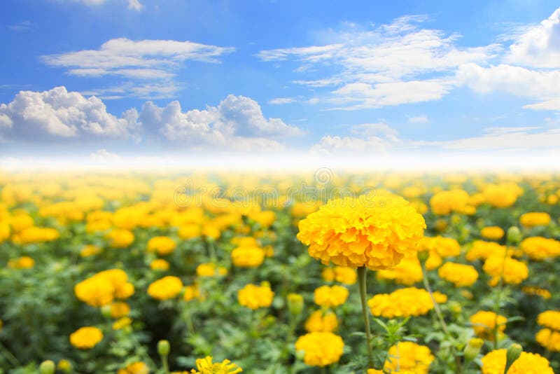 Bright Happy Field of Marigold Flowers with a Blue Cloudy Sky Stock